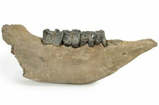Fossil Woolly Rhino (Coelodonta) Mandible - Siberia #235431
