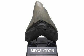 Huge, Fossil Megalodon Tooth - Sharp Serrations #235527