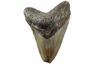 Serrated, Fossil Megalodon Tooth - North Carolina #235443