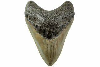 Serrated, Fossil Megalodon Tooth - North Carolina #235447