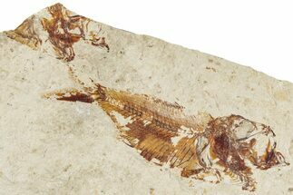 Cretaceous Fossil Fish (Armigatus) - Lebanon #235574
