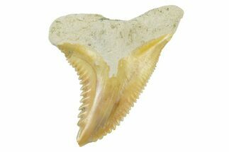 Fossil Shark Tooth (Hemipristis) - Bone Valley, Florida #235639