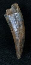 Large Cretaceous Crocodilian Tooth - Hell Creek Formation #14184