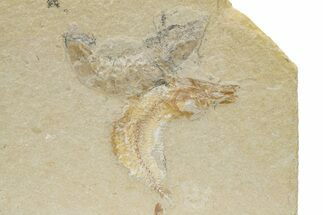 Cretaceous Fish and Shrimp - Hjoula, Lebanon #236033