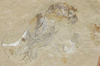 Cretaceous Fossil Shrimp - Lebanon #236038