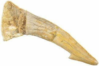 Fossil Sawfish (Onchopristis) Rostral Barb - Morocco #236112