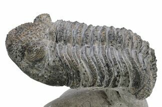 Drotops Trilobite With White Patina - Mrakib, Morocco #235802
