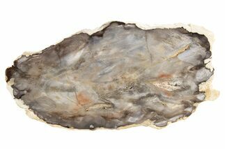 Colorful, Polished Petrified Wood Slab - Nevada #236147