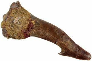 Fossil Sawfish (Onchopristis) Rostral Barb - Morocco #236115