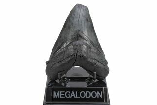Fossil Megalodon Tooth - Feeding Damaged Tip #236200
