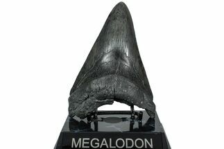 Serrated, Fossil Megalodon Tooth - South Carolina #236061