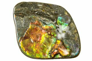 Iridescent Ammolite (Fossil Ammonite Shell) - Alberta, Canada #236395