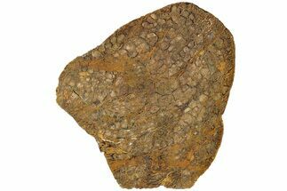 Polished Petrified Shrinkwood Slab - Live Oak County, Texas #236477