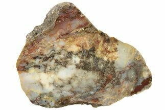 Colorful Petrified Wood Slab - Texas #236509