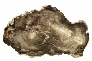 Polished Petrified Wood (Cypress) Slab - Saddle Mountain, WA #236586