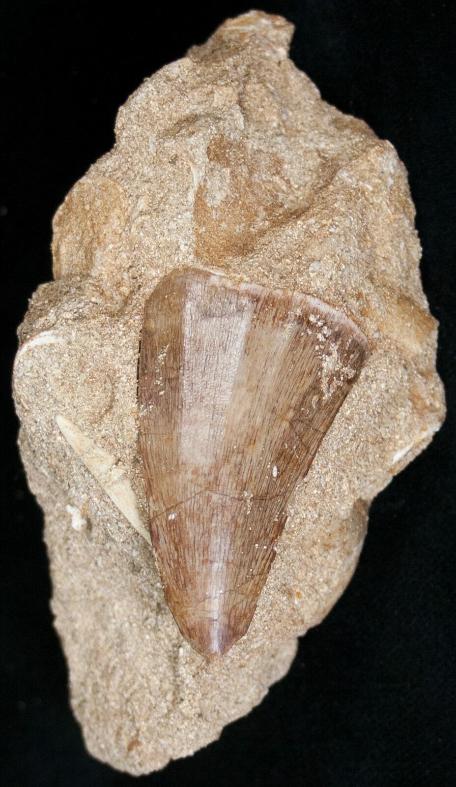 mosasaurus tooth for sale