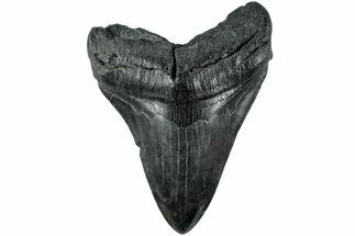 Fossil Megalodon Tooth - South Carolina #235751