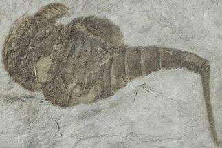 Eurypterus (Sea Scorpion) Fossil - New York #236952