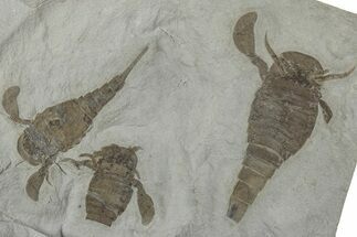 Three Eurypterus (Sea Scorpion) Fossils - New York #236955