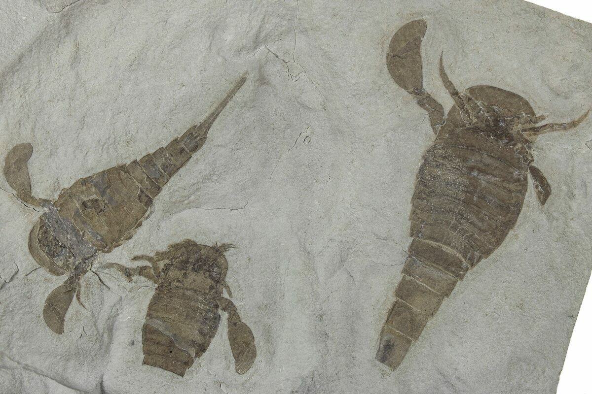 Three Eurypterus (Sea Scorpion) Fossils - New York (#236955) For Sale -  