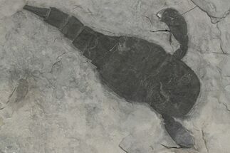 Eurypterus (Sea Scorpion) Fossil - New York #236958