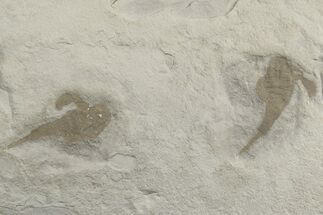 Two Eurypterus (Sea Scorpion) Fossils - New York #236959