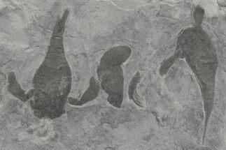 Two Eurypterus (Sea Scorpion) Fossils - New York #236960