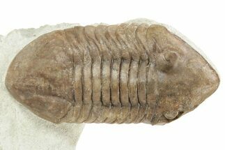 Rare, Delphasaphus Trilobite - Russia #237036