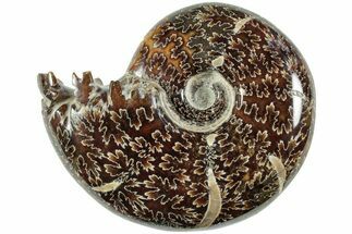 Polished Agatized Ammonite (Phylloceras?) Fossil - Madagascar #236623