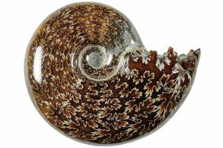 Polished Agatized Ammonite (Phylloceras?) Fossil - Madagascar #236627