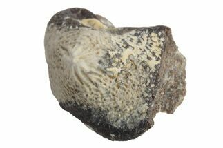 Fossil Crusher Shark (Ptychodus) Tooth - Kansas #218624
