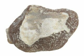 Fossil Crusher Shark (Ptychodus) Tooth - Kansas #218629
