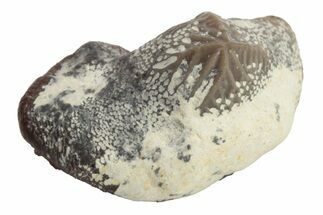 Fossil Crusher Shark (Ptychodus) Tooth - Kansas #218644