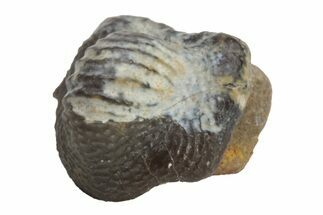 Fossil Crusher Shark (Ptychodus) Tooth - Kansas #218647