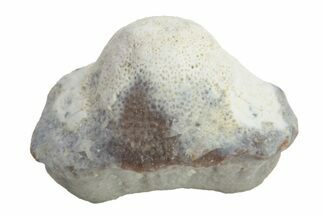 Fossil Crusher Shark (Ptychodus) Tooth - Kansas #218653