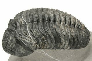 Premium Specimens For Sale