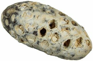 Fossil Seed Cone (Or Aggregate Fruit) - Morocco #234120