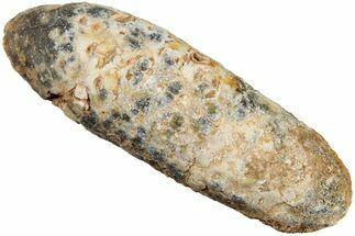 Fossil Seed Cone (Or Aggregate Fruit) - Morocco #234126