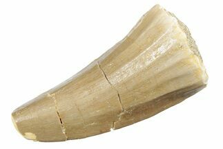 Fossil Mosasaur (Mosasaurus) Tooth - Morocco #237101