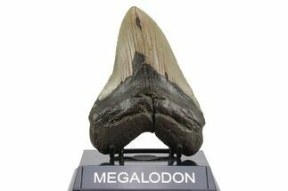 Serrated, Fossil Megalodon Tooth - North Carolina #236762