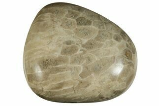 Polished Petoskey Stone (Fossil Coral) - Michigan #237316