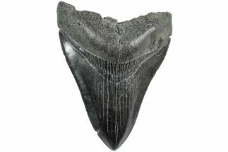 Fossil Megalodon Tooth - South Carolina #235715