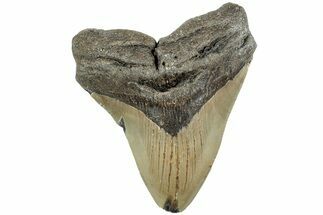 Fossil Megalodon Tooth - North Carolina #235719
