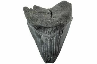 Serrated, Fossil Megalodon Tooth - South Carolina #235725