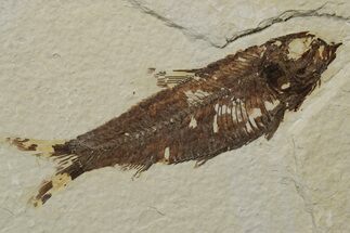 Fossil Fish (Knightia) - Green River Formation #237236