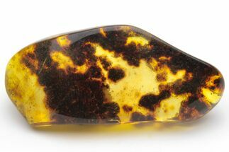 Polished Chiapas Amber ( grams) - Mexico #237437