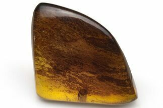 Polished Chiapas Amber ( grams) - Mexico #237383