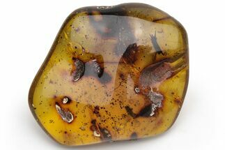 Polished Chiapas Amber ( g) - Mexico #237402