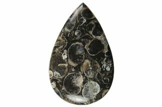 Polished Fossil Turritella Agate Cabochon - Wyoming #237331
