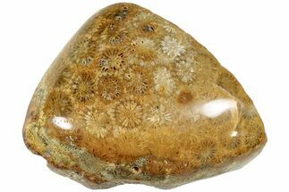 Polished Fossil Coral Head - Indonesia #237497